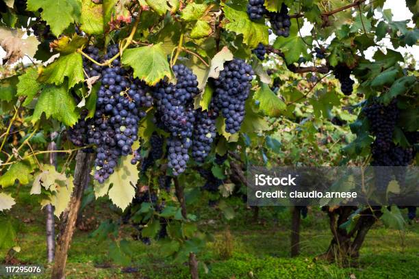 Winogrono - zdjęcia stockowe i więcej obrazów Bez ludzi - Bez ludzi, Czerwone winogrono, Dojrzały