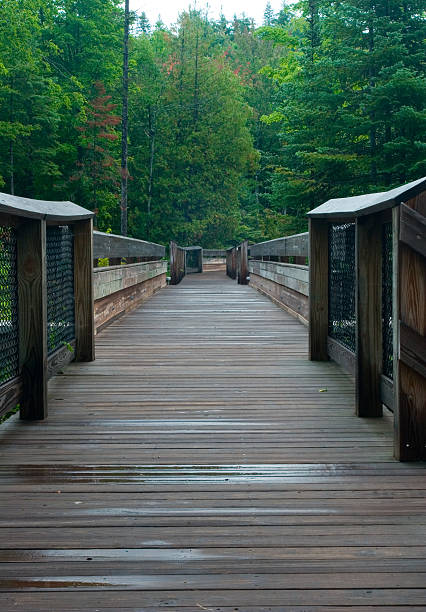 istock Wood planked walkway through the woods 117295195