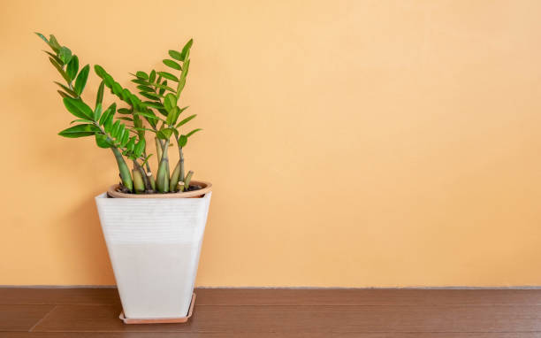 istock Ornamental plants with orange background copy space 1172952081