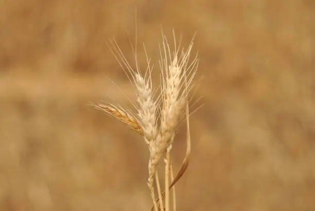 Photo of Beautiful Wheat