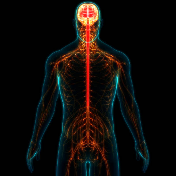 istock Human Central Nervous System Brain Anatomy 1172954454