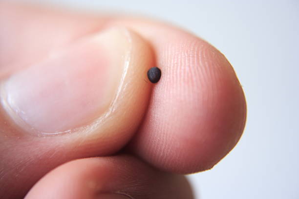 Mustard Seed in Fingers A tiny mustard seed is held between the index finger and the thumb. A perfect illustration of Jesus' teaching in the Bible. mustard photos stock pictures, royalty-free photos & images