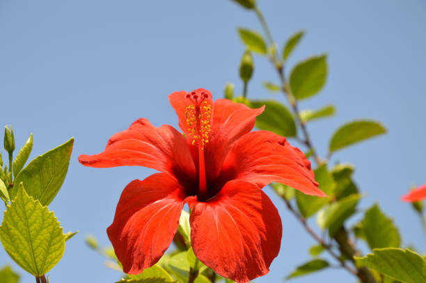 istock Hibiscus a.k.a. Rosemallows 1172955080