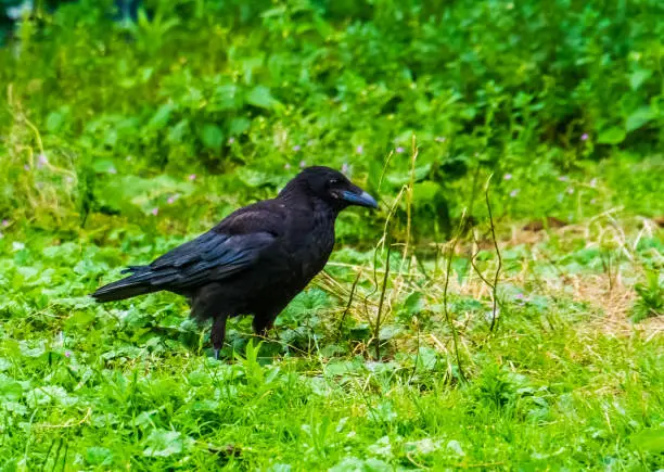 Photo of closeup of a black crow in the grass, common bird specie from Europe