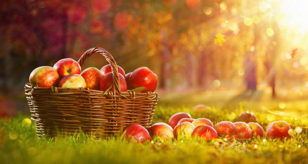 istock Apples in a Basket Outdoor 1172957119