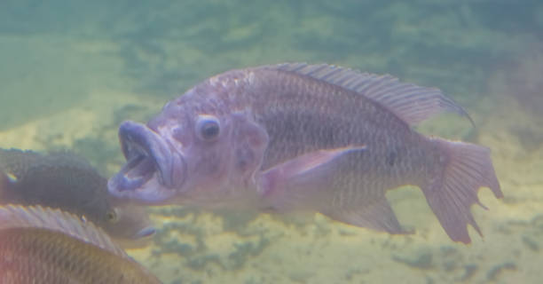lustige nahaufnahme einer mosambik tilapia schwimmen mit offenem mund, fisch sprechen, beliebte aquarium haustiere - invasive specie stock-fotos und bilder