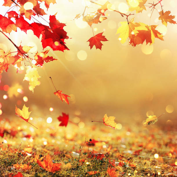 istock Golden Autumn Background 1172957186