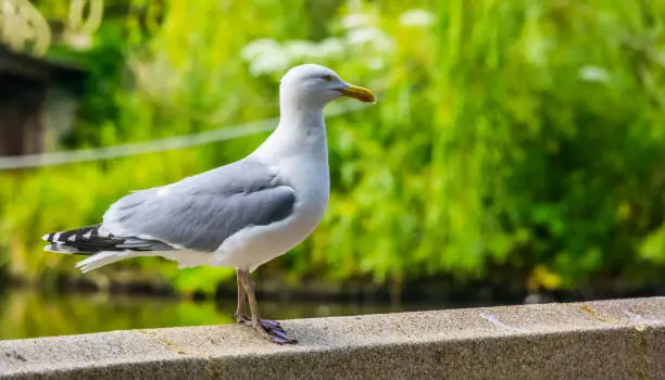 Photo of closeup of a european herring gull, popular and common wild bird specie in europe