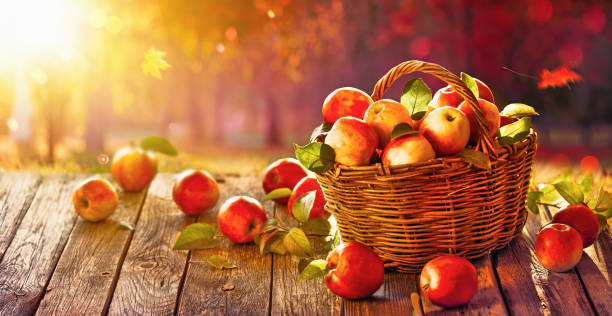 istock Apples in a Basket Outdoor. Sunny Background 1172957281