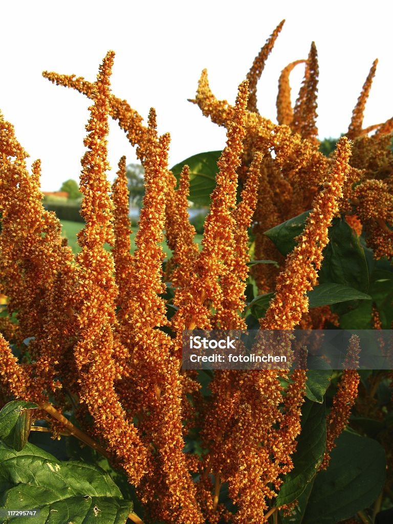 Amaranthrot - Lizenzfrei Quinoa Stock-Foto