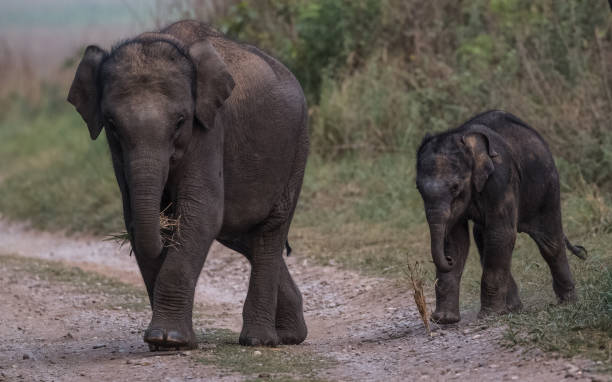 istock Big Elephant with calf st Jim Corbett National Park 1172957806