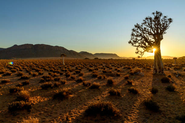 istock Dawn sun flares around quiver tree 1172959596