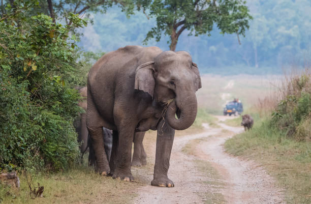 istock Big Elephant with calf st Jim Corbett National Park 1172959654