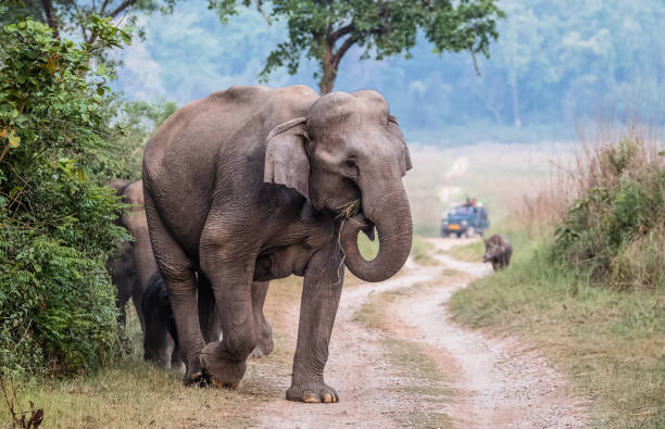 istock Big Elephant with calf st Jim Corbett National Park 1172959734