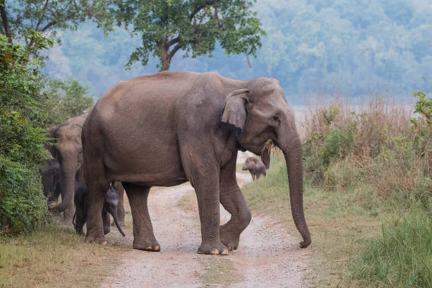 istock Big Elephant with calf st Jim Corbett National Park 1172960488
