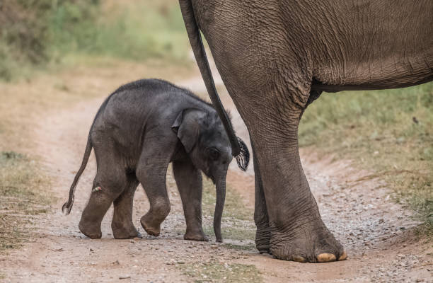 istock Big Elephant with calf st Jim Corbett National Park 1172960490