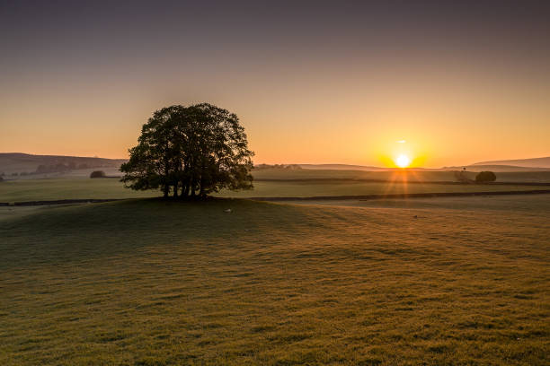 istock Sunrise over a tree in the Yorkshire Dales 1172960507