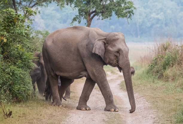 istock Big Elephant with calf st Jim Corbett National Park 1172960566