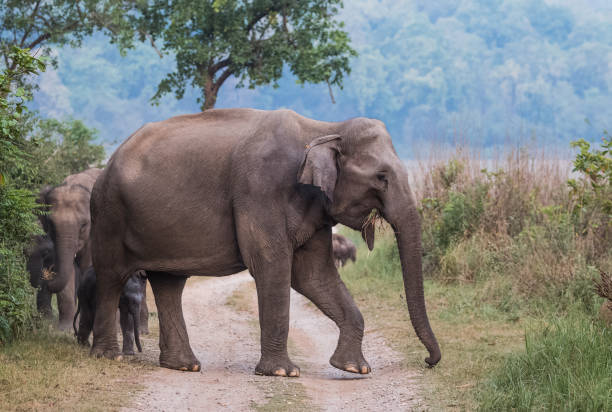 istock Big Elephant with calf st Jim Corbett National Park 1172960790