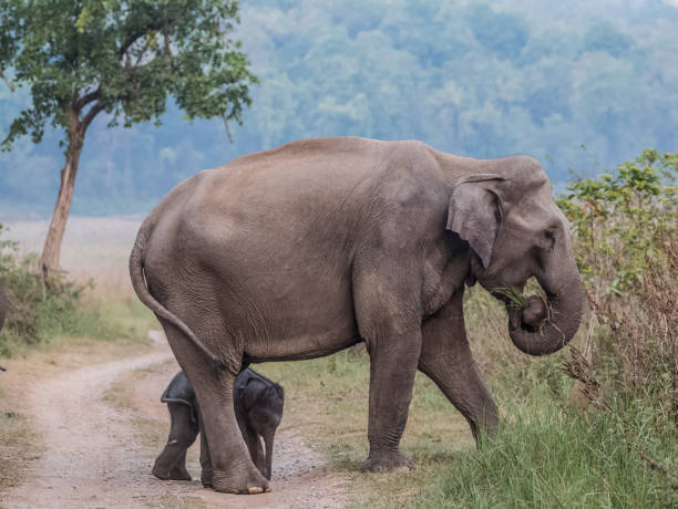 istock Big Elephant with calf st Jim Corbett National Park 1172961061