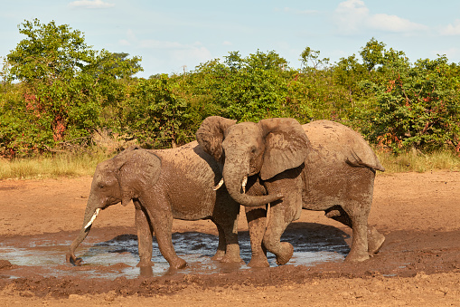 Two elephants playing in the mud