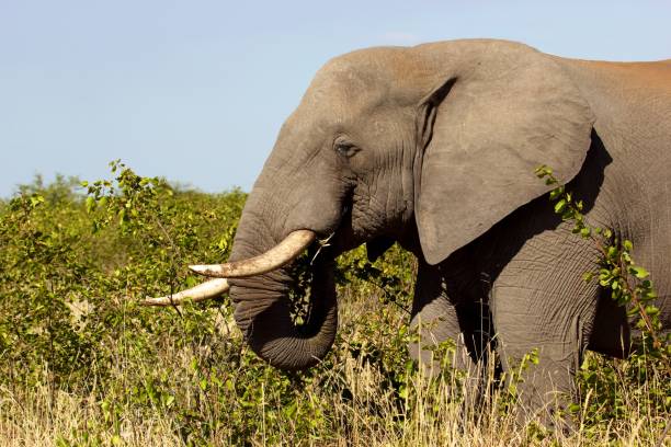 istock Big African elephant eating young leaves 1172961108