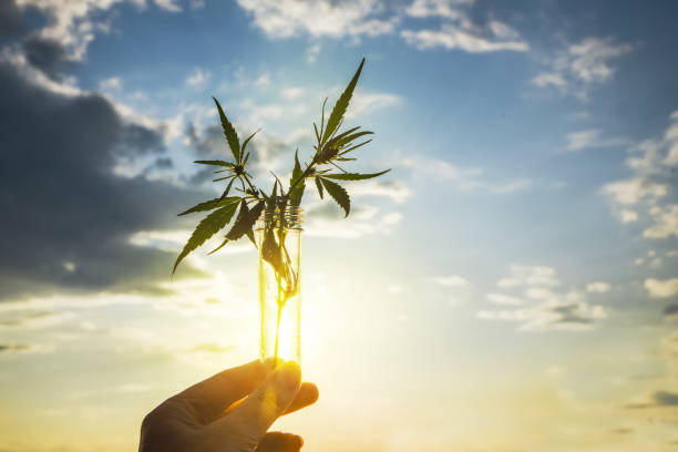 feuille et buisson de cannabis dans un tube d'essai dans le fond de main le ciel. concept de culture du chanvre à l'huile, à des fins médicales. laboratoire médical - plant oil photos et images de collection