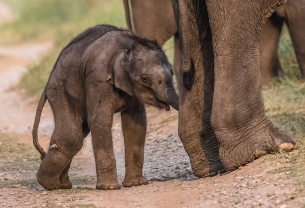 istock Big Elephant with calf st Jim Corbett National Park 1172961889