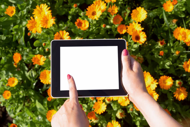 istock Blooming marigold flowers. 1172961891