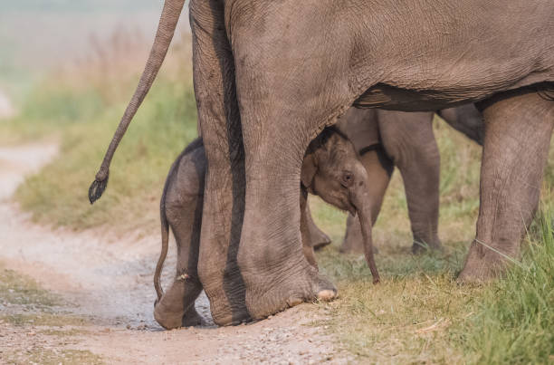 istock Big Elephant with calf st Jim Corbett National Park 1172963274