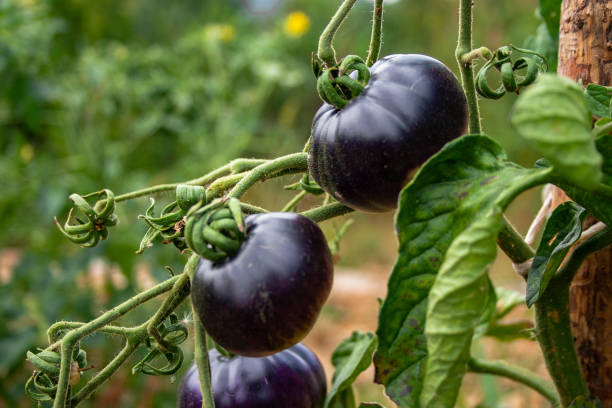 istock Group of blue tomatoes in an tomato in an orchard 1172963849