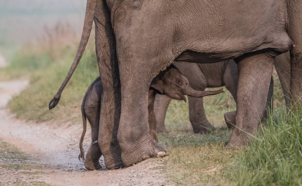 istock Big Elephant with calf st Jim Corbett National Park 1172964355