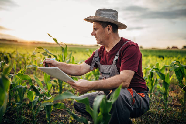 istock Senior farmer examining quality of crops 1172965739