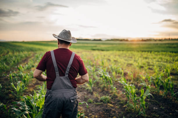istock Senior farmer at green corn field 1172966369