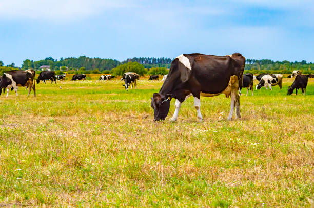 las vacas pastan en un pasto verde. - beef cattle farm calf summer fotografías e imágenes de stock