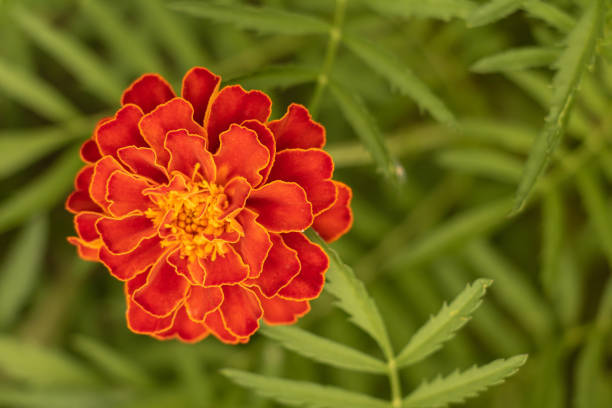 istock Marigold in bloom beautiful orange color close up. Copy Space 1172973981