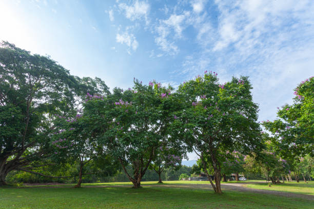 Khao Yai National Park is the largest rainforest in Thailand. There are many waterfalls. \