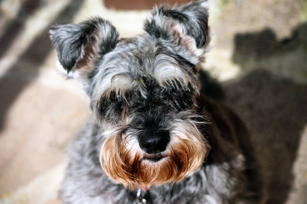 istock Grey and white Miniature Schnauzer dog 1172974282