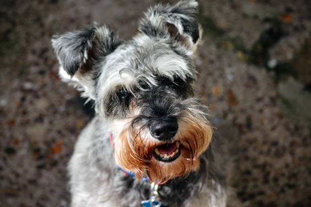 istock Grey and white Miniature Schnauzer dog 1172974309