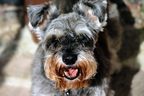 istock Grey and white Miniature Schnauzer dog 1172974870