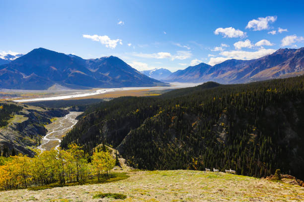 クルアネ国立公園のダル羊、ユーコン、カナダ - alaska landscape scenics wilderness area ストックフォトと画像