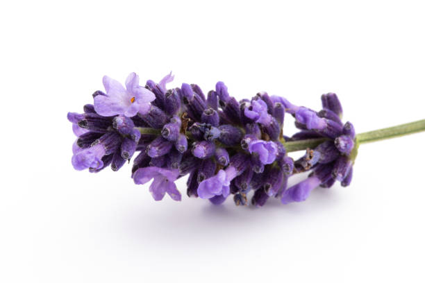 istock Lavender flowers on a white background. 1172975266
