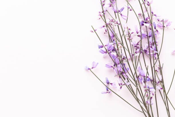 istock Flowers composition. Pink flowers on pink background. Easter, spring concept. Greeting card. 1172975397