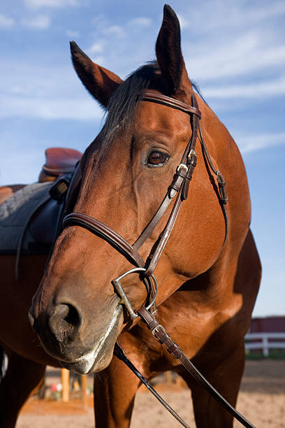 istock bay horse portrait after jump training 117297565