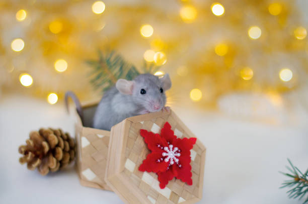 istock Cute grey little rat looking in frame and sitting in the wicker box with red-white snowflake, cone and spruce branches on the soft light beige background with beautiful luminous yellow blur 1172982119