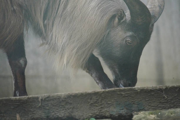 Himalayan Tar in the zoological park