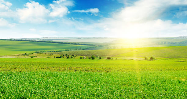 istock Green field and blue sky with light clouds. 1172987185
