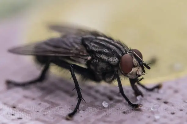 fleshfly, close-up