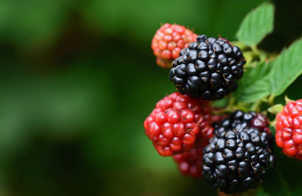 closeup view of an isolated dark ripe blackberry in front of green background in summer - blackberry bush plant berry fruit imagens e fotografias de stock