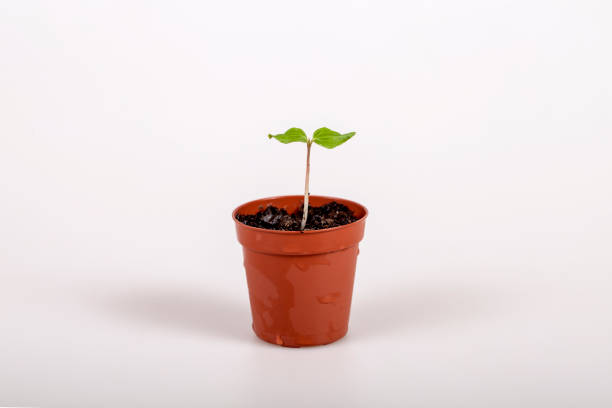 istock plants on soil at white background, stages of growth 1172988749